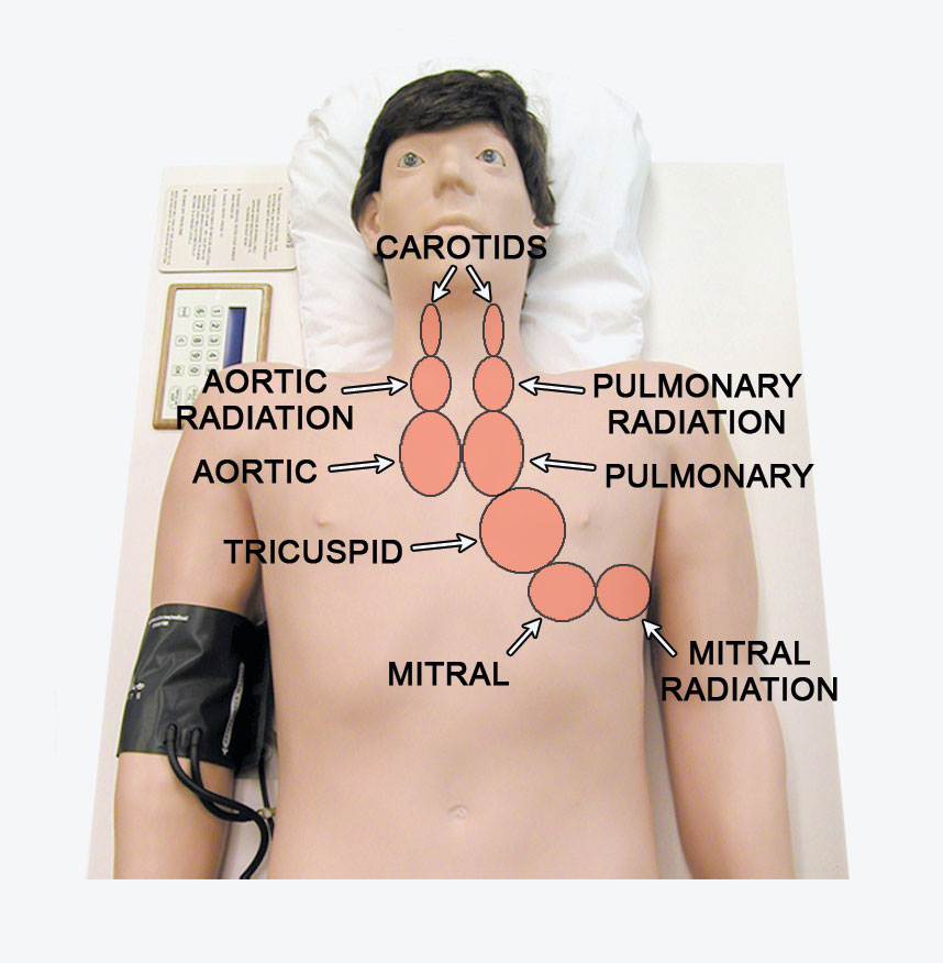 Cardiac-Auscultation.jpg